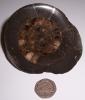 Ammonite: Dactylioceras