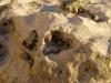 Bioerosion of chalk