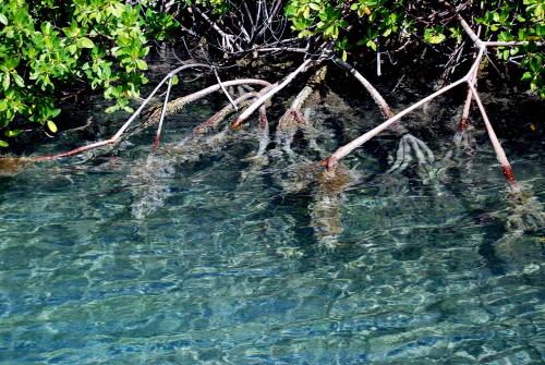Mangrove
