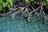 Mangrove