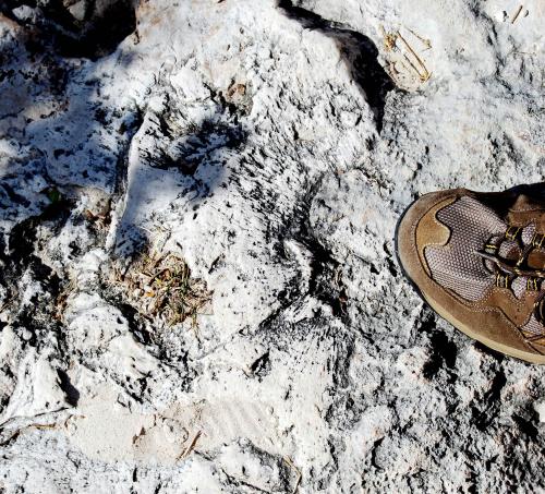 Fossil Coral