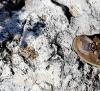 Fossil Coral
