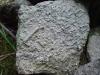 Clitheroe crinoids