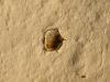 Flint nodule containing sponge
