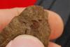 Encrinurus expansus pygidium