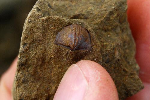 Eoplectodonta Brachiopod