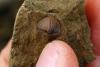 Eoplectodonta Brachiopod