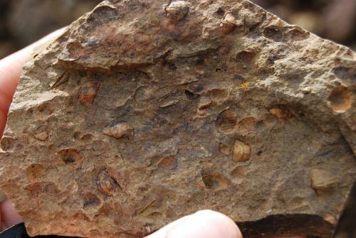 Silurian Fauna
