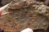 Silurian Fauna