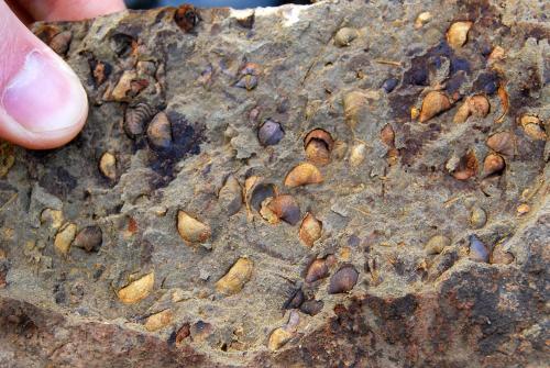 Silurian Fauna
