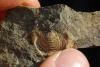 Leptaena Brachiopod