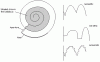 Ammonite