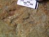 Dinosaur Footprint