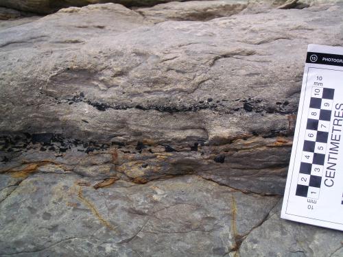 Coal rip-up clasts