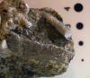 Echinoid Plate and Spine