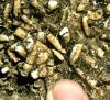 Fusulinid Foraminifera