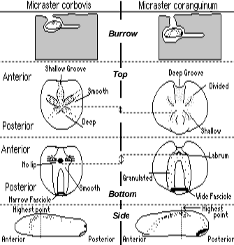Micraster Evolution