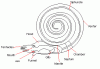 Nautiloid Morphology