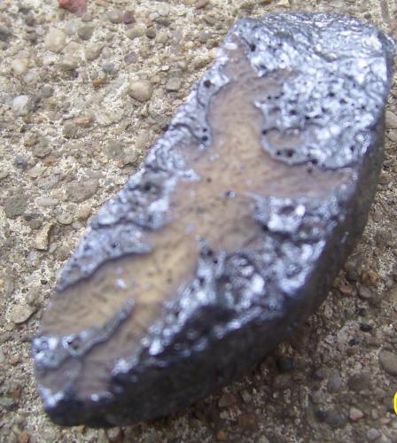 Rock/fossil