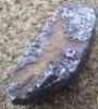 Rock/fossil