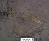 Pyrite ammonite