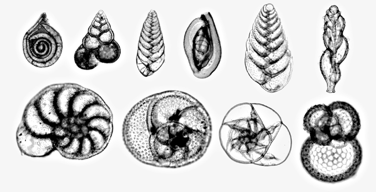 Foram tests