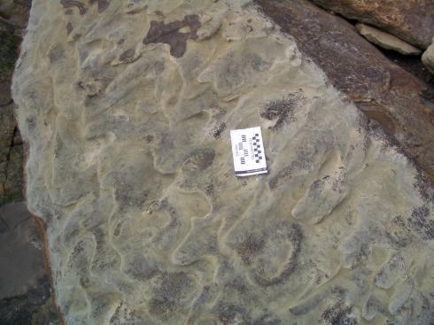 Lobate ripples