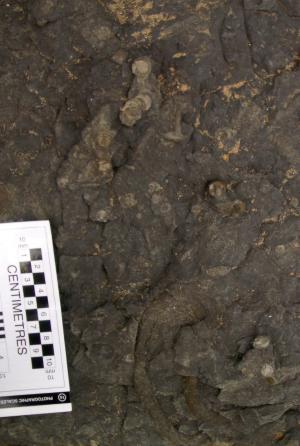 Abundant evidence of bioturbation