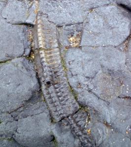 Crinoid