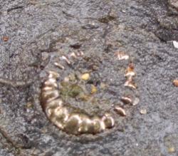 Pyritised ammonite. About 2cm diameter.
