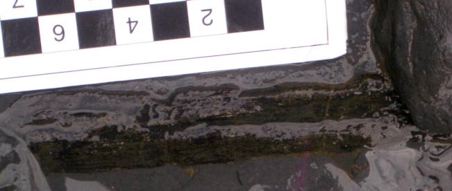Fossilised wood