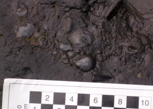 Abundant fossils concentrated in a burrow(?)