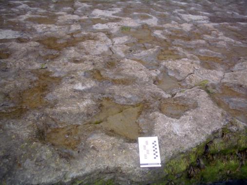 Storm deposit bed