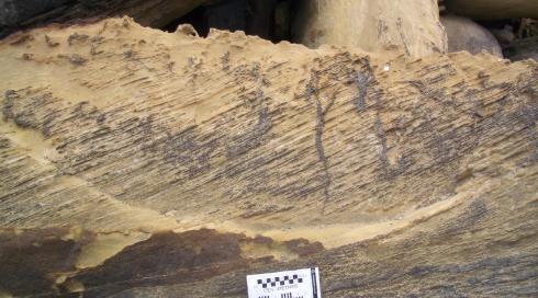 Cross bedding with roots Cross bedding with roots
