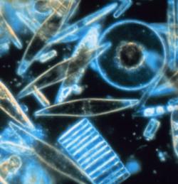  Diatoms through a microscope