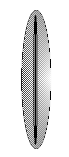 Pennate diatom